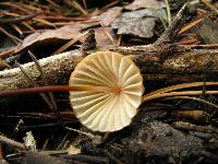 Marasmius fulvoferrugineus image