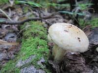 Lactarius pallescens var. pallescens image