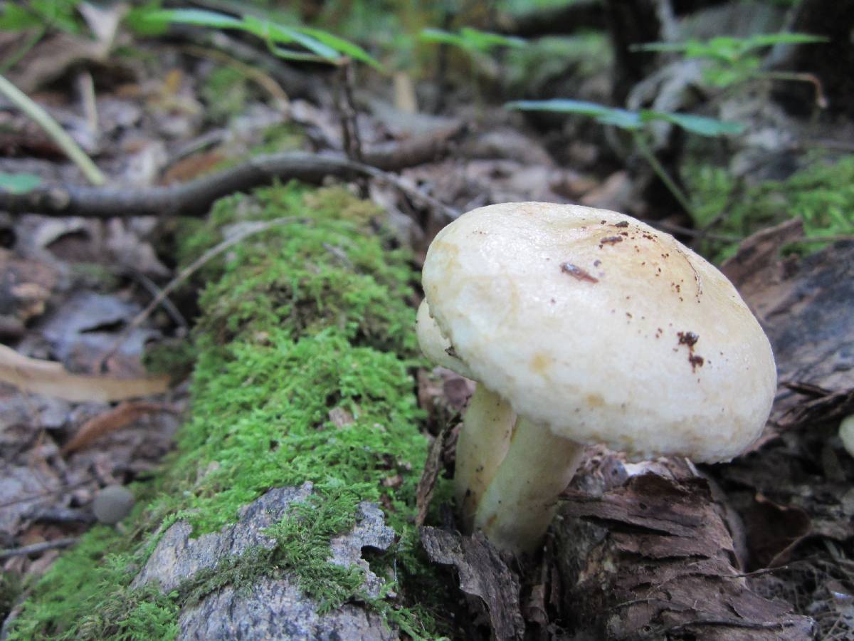 Lactarius pallescens var. pallescens image
