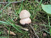 Amanita rubescens var. rubescens image