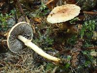 Agaricus diminutivus image