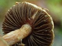 Agaricus diminutivus image