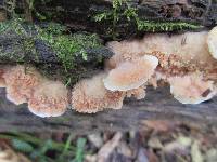 Merulius tremellosus image