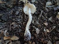 Amanita multisquamosa image