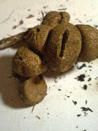 Lycoperdon molle image