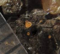 Sarea resinae image
