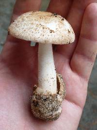 Amanita pseudovolvata image