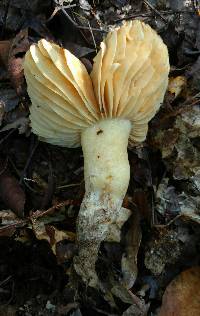 Russula earlei image