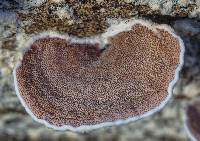 Gloeoporus dichrous image