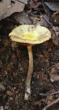 Desarmillaria tabescens image
