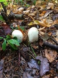 Amanita brunnescens image