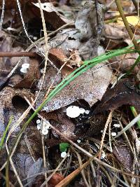 Collybia tuberosa image