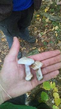 Cortinarius lilacinus image