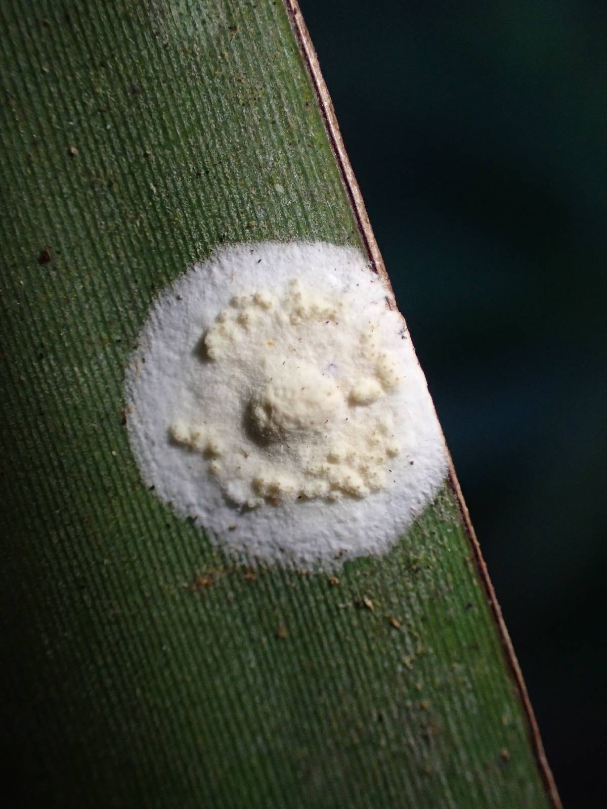 Moelleriella libera image