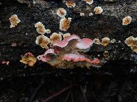 Phlebia incarnata image