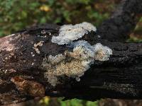 Merulius tremellosus image