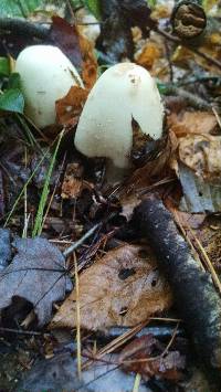 Amanita brunnescens image