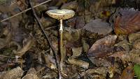 Agrocybe acericola image