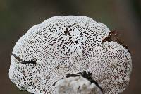 Trametes gibbosa image