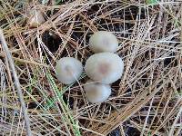 Clitocybe flavidella image