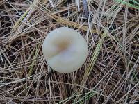 Clitocybe coniferophila image