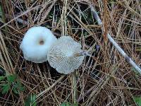 Clitocybe coniferophila image