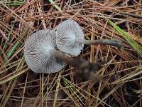 Clitocybe metachroa image