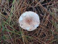 Lepiota subincarnata image