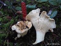 Cantharellus subalbidus image