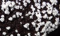 Ceratiomyxa fruticulosa var. fruticulosa image