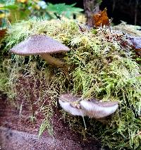 Pluteus atromarginatus image