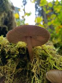 Pluteus atromarginatus image