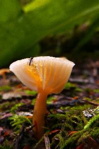 Hygrocybe insipida image