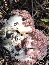 Ramaria rubripermanens image