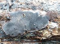 Bjerkandera adusta image