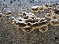 Bjerkandera adusta image