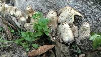 Coprinopsis variegata image