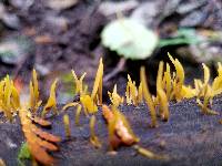 Calocera viscosa image