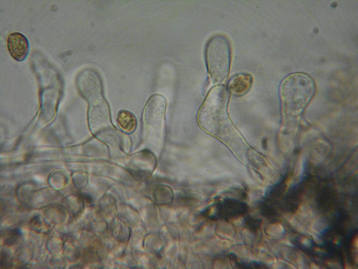 Naucoria alnetorum image