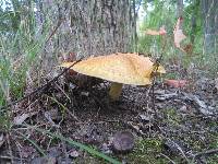 Suillus subaureus image