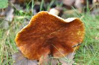 Suillus cavipes image