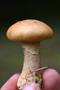 Suillus cothurnatus image