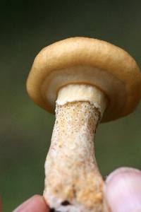 Suillus cothurnatus image