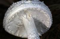 Amanita cokeri image