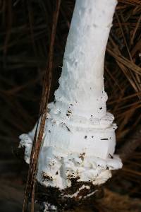 Amanita cokeri image