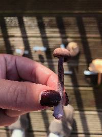 Laccaria amethystina image