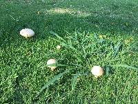 Amanita manicata image