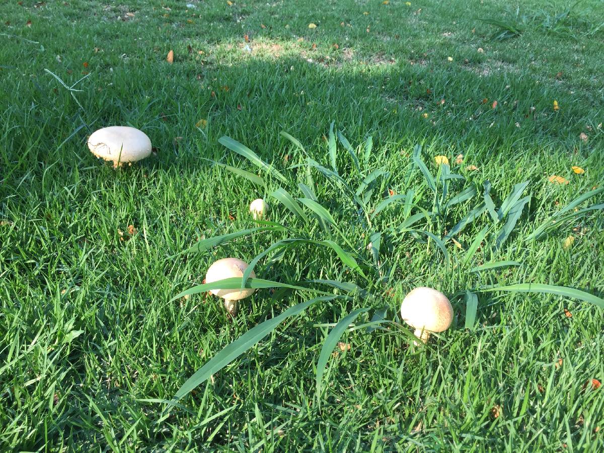 Amanita manicata image