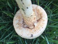 Amanita manicata image