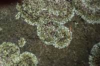 Xanthoparmelia conspersa image